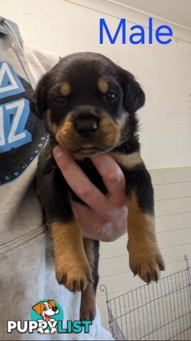 Rottweiler Puppies