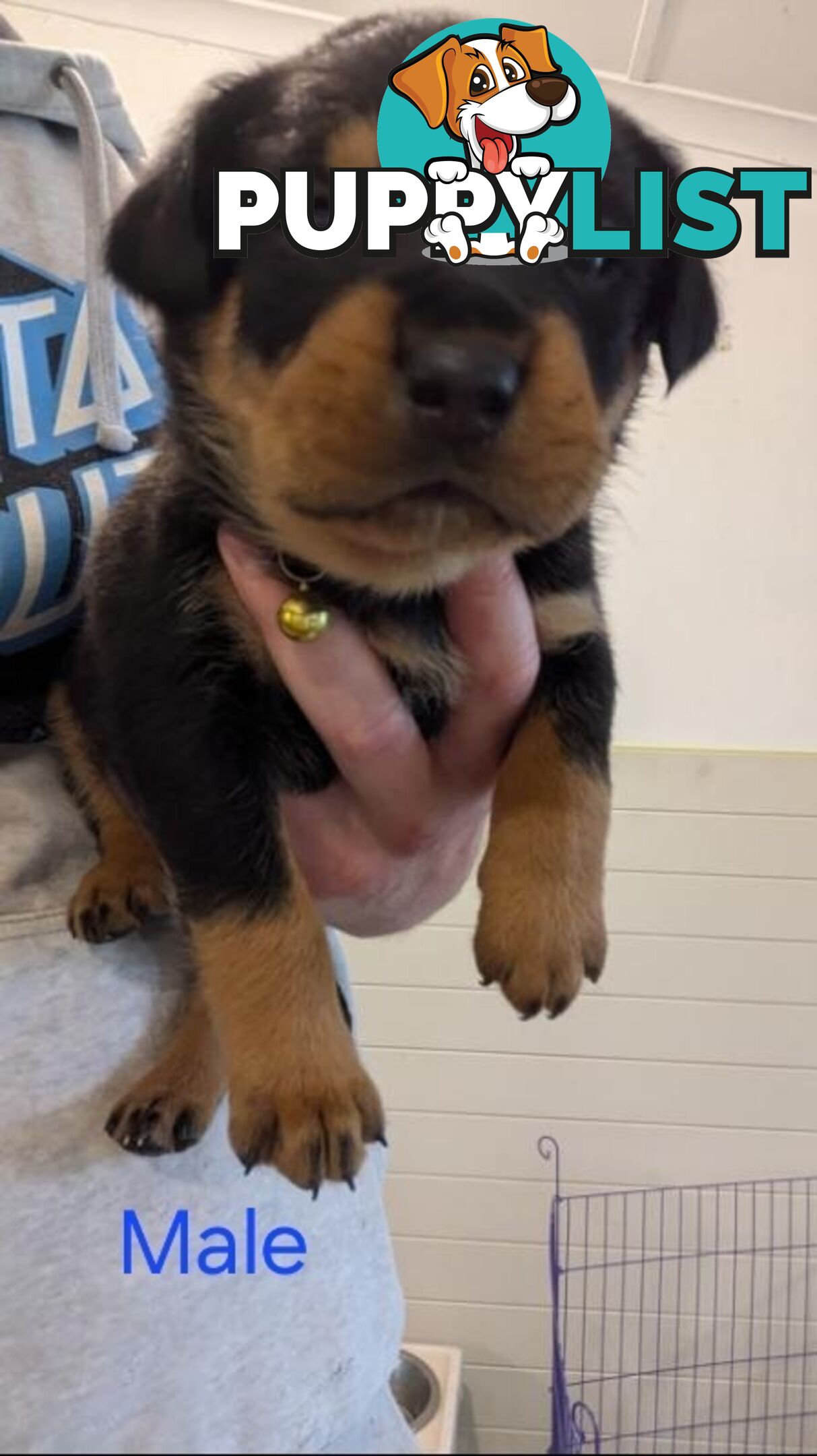 Rottweiler Puppies