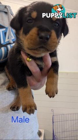 Rottweiler Puppies