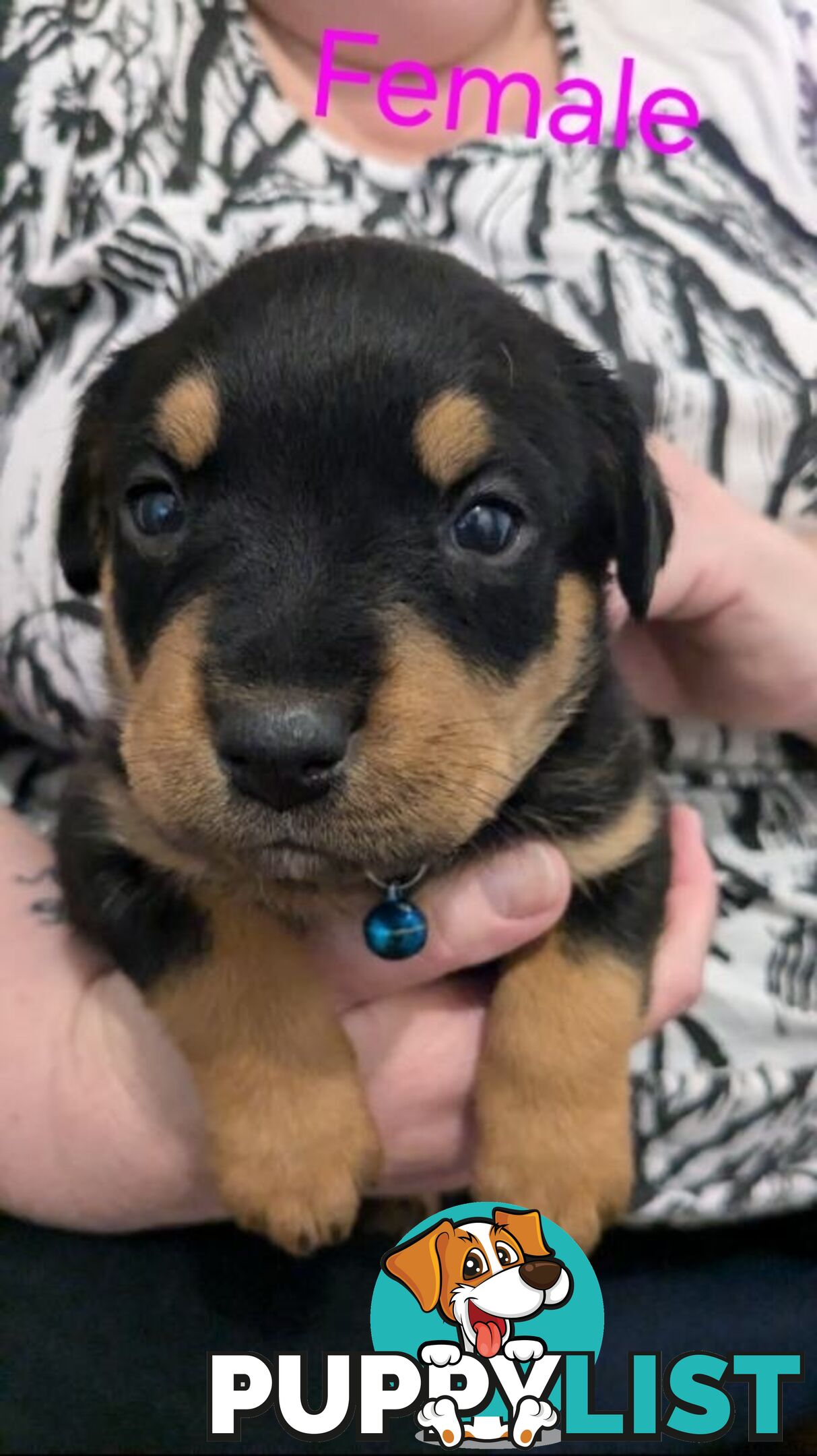 Rottweiler Puppies