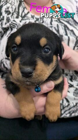 Rottweiler Puppies