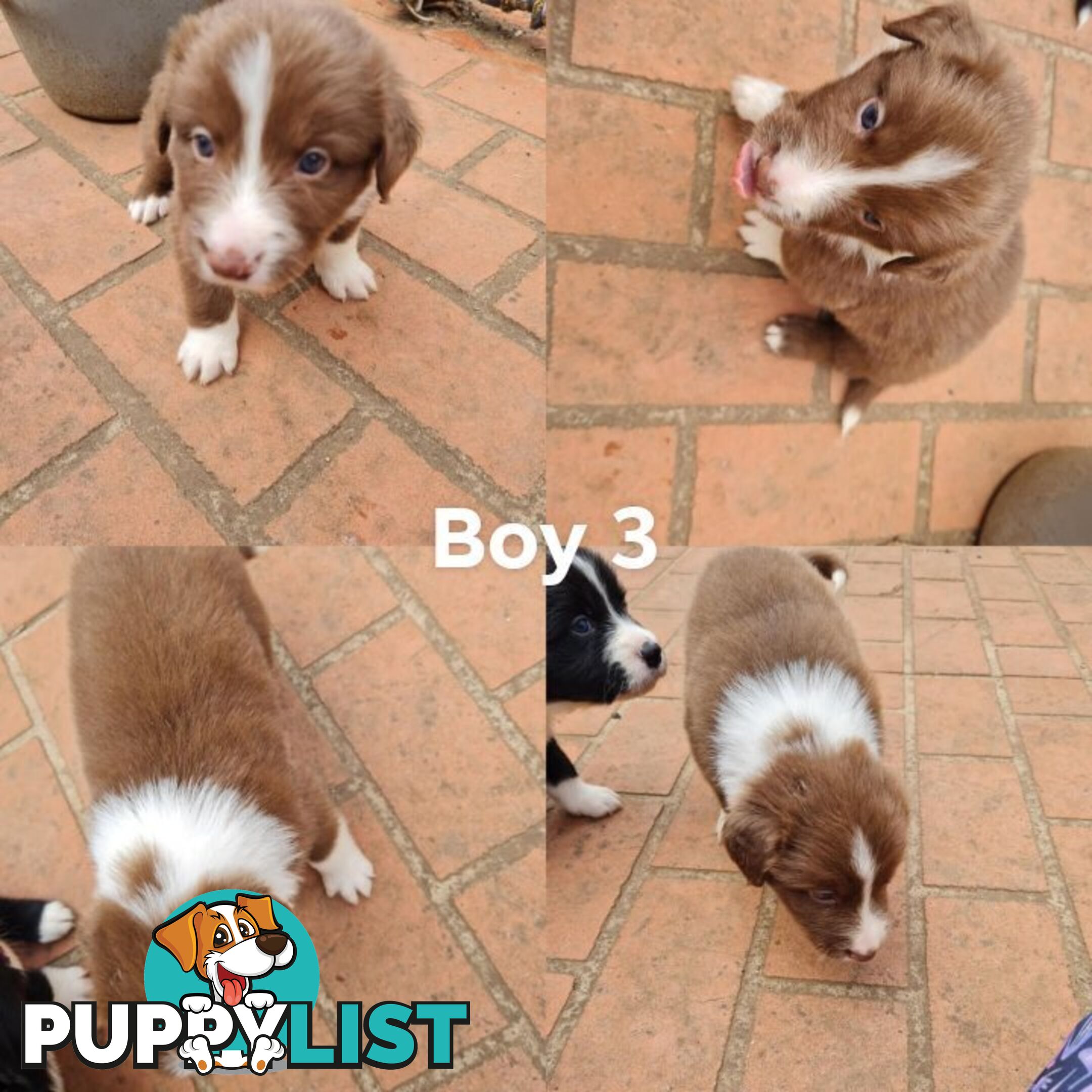 Border collie puppies