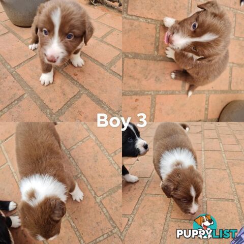 Border collie puppies