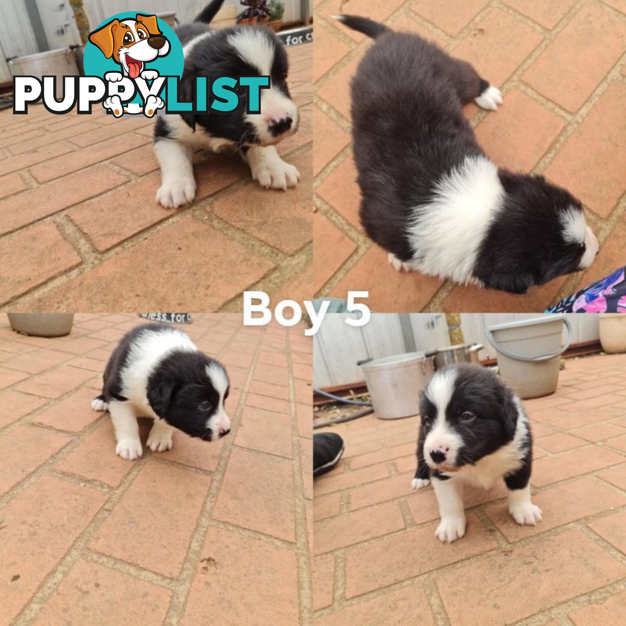 Border collie puppies