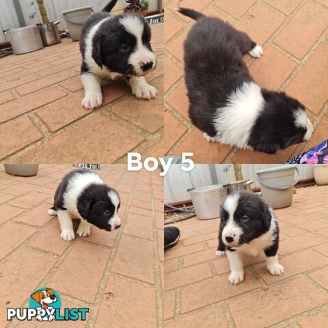 Border collie puppies