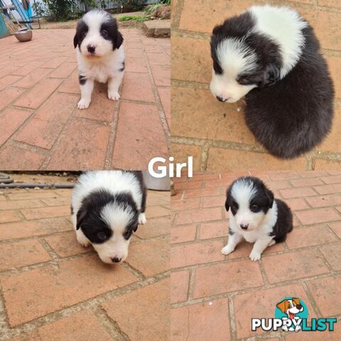 Border collie puppies