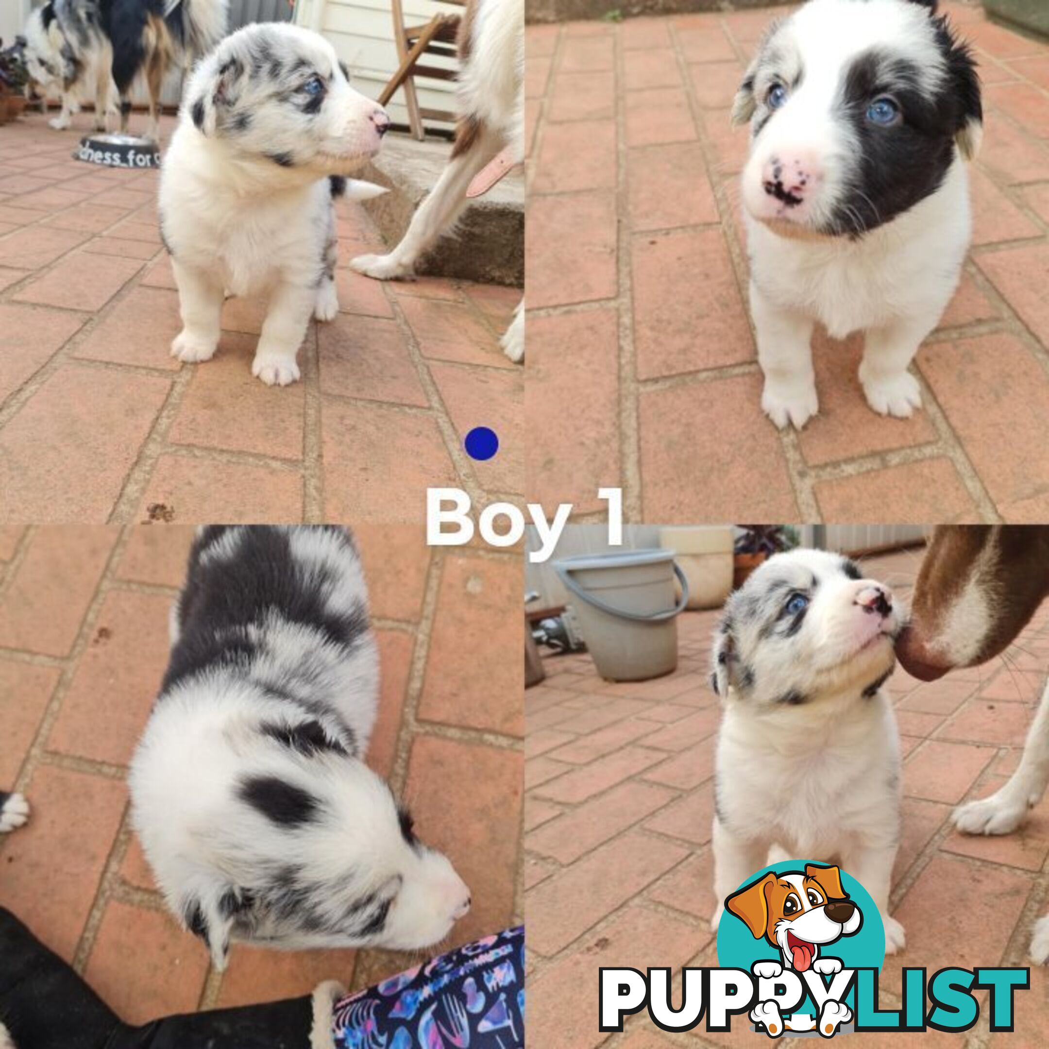 Border collie puppies