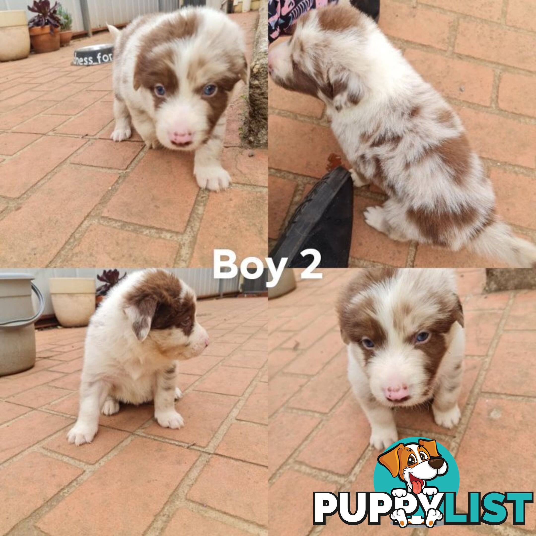 Border collie puppies