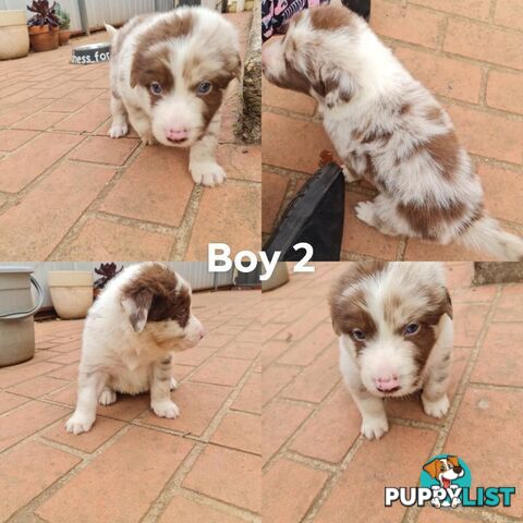 Border collie puppies