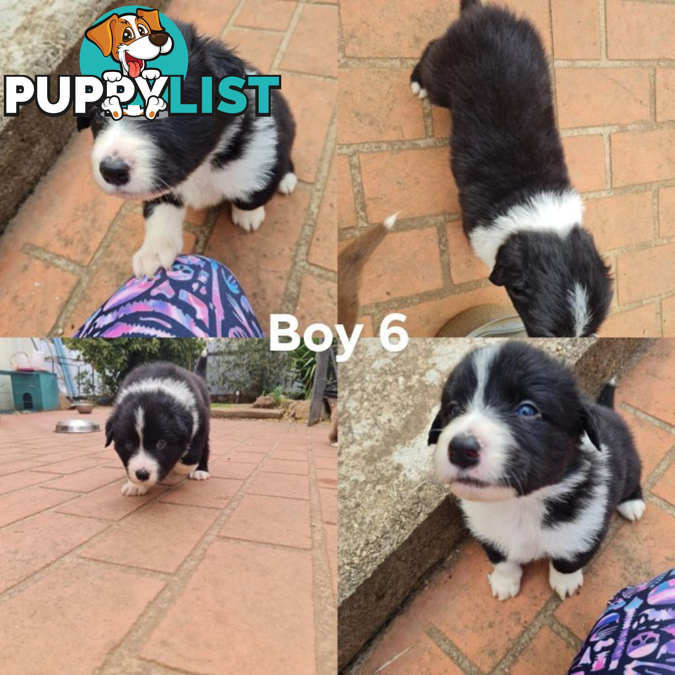 Border collie puppies