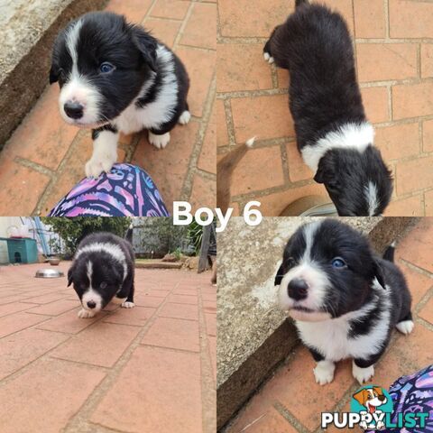Border collie puppies