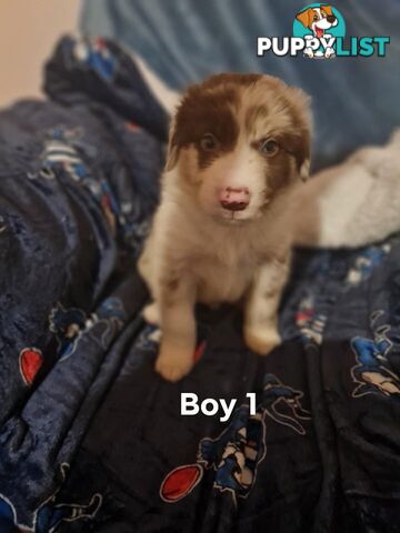 Border collie puppies