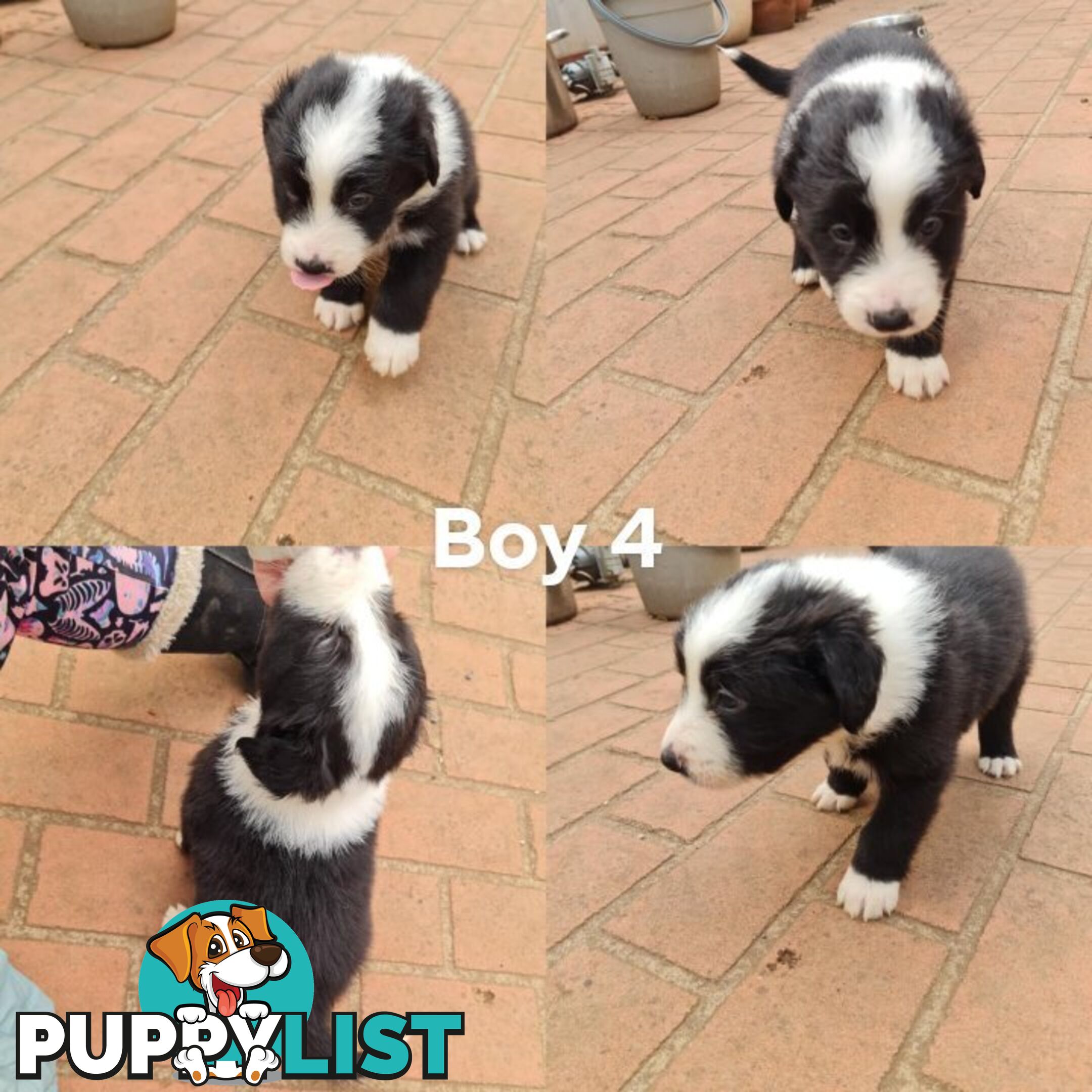 Border collie puppies