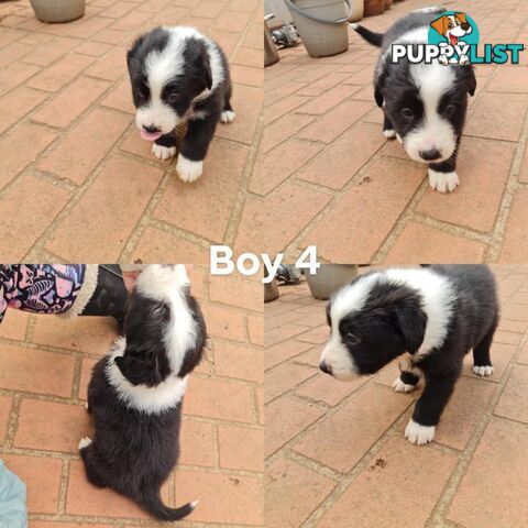 Border collie puppies