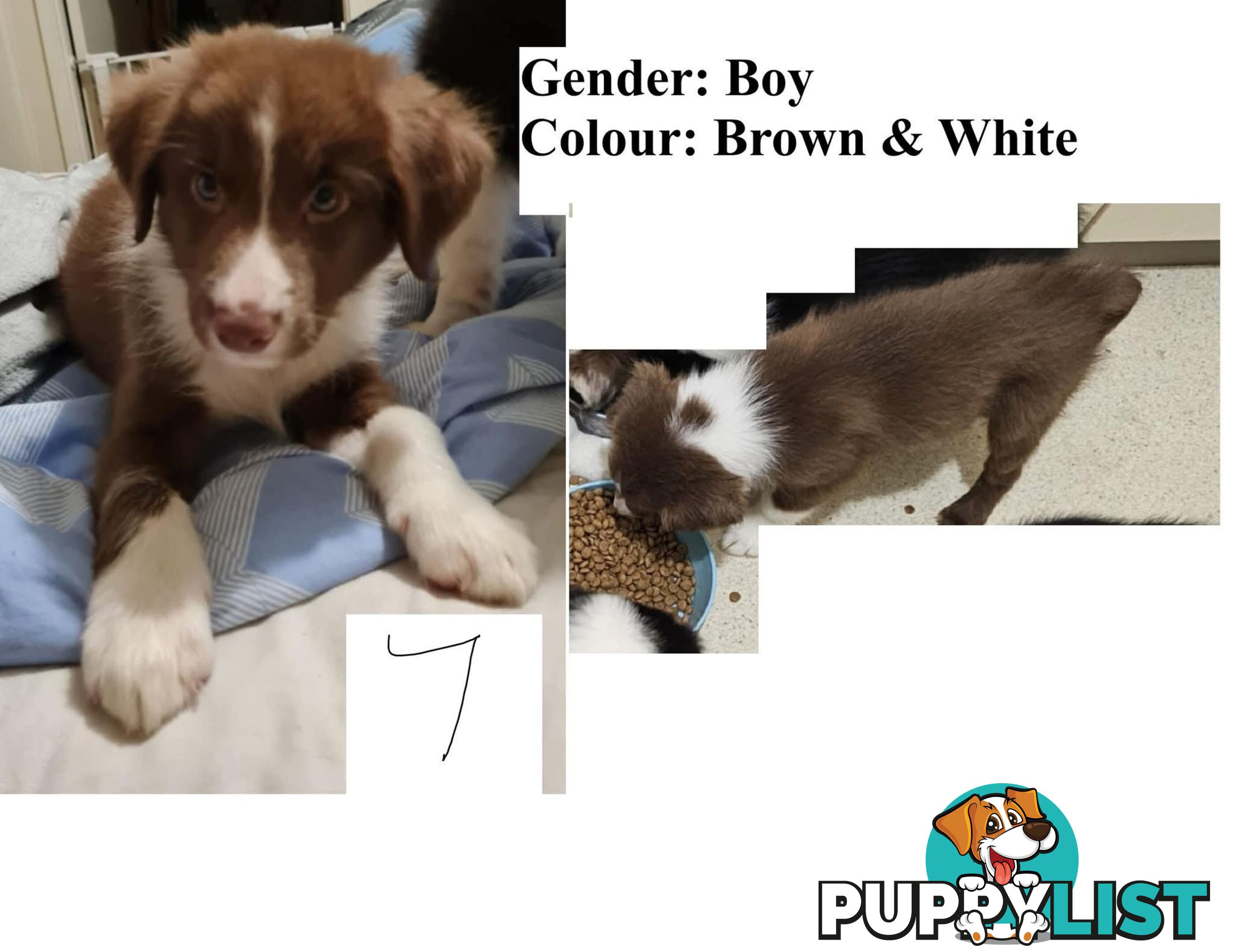 Border collie puppies