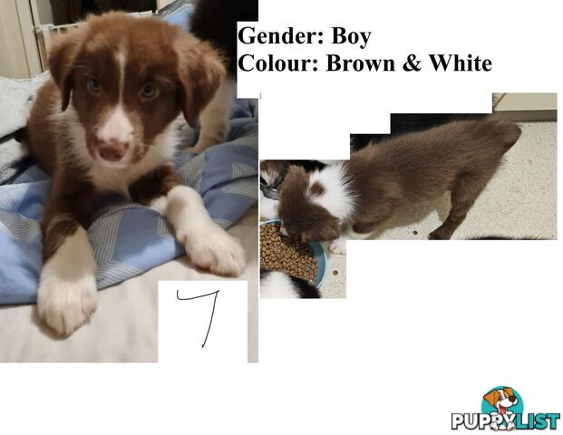 Border collie puppies