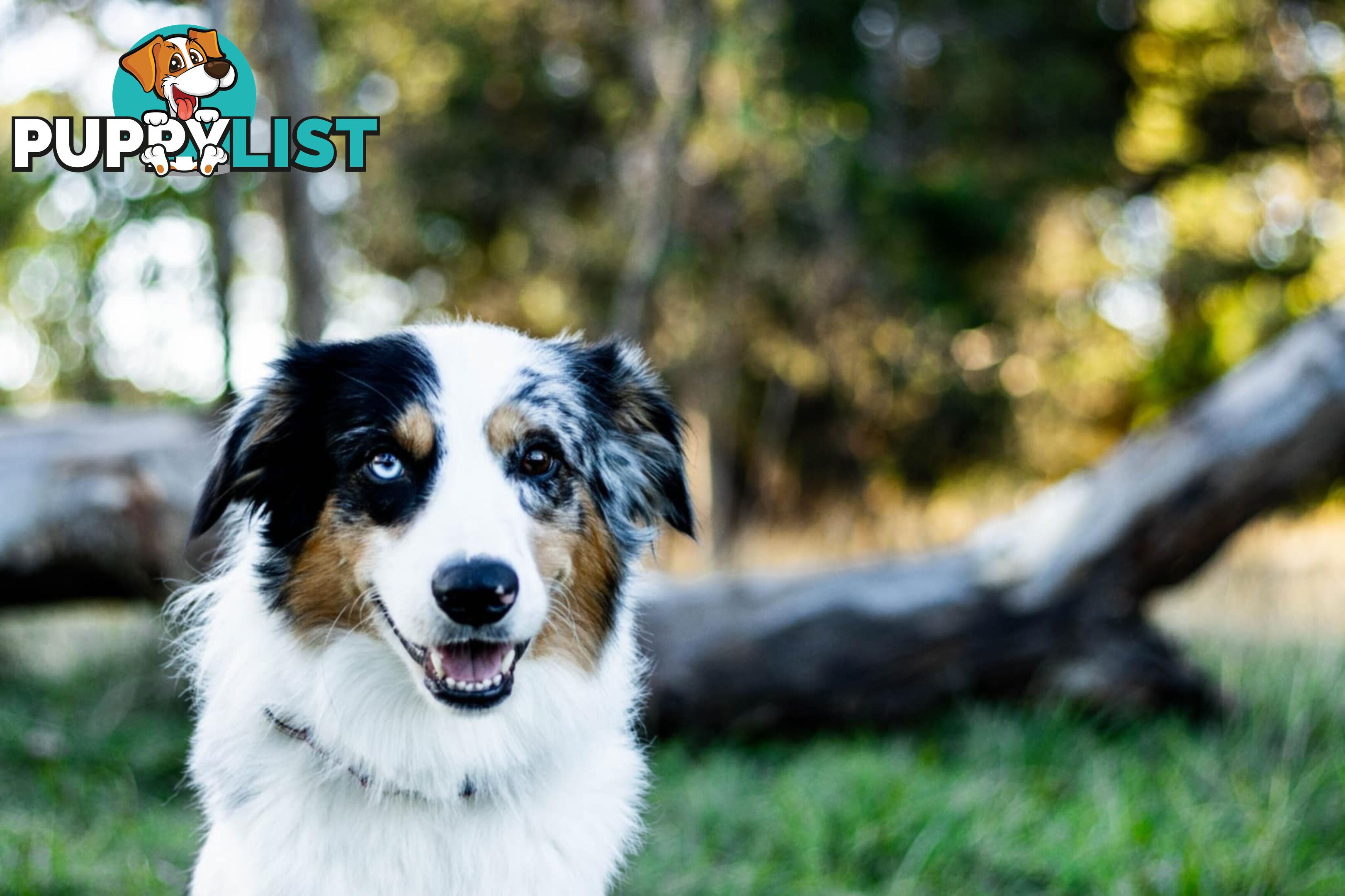 Border collie puppies