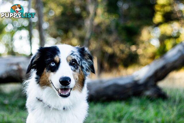 Border collie puppies