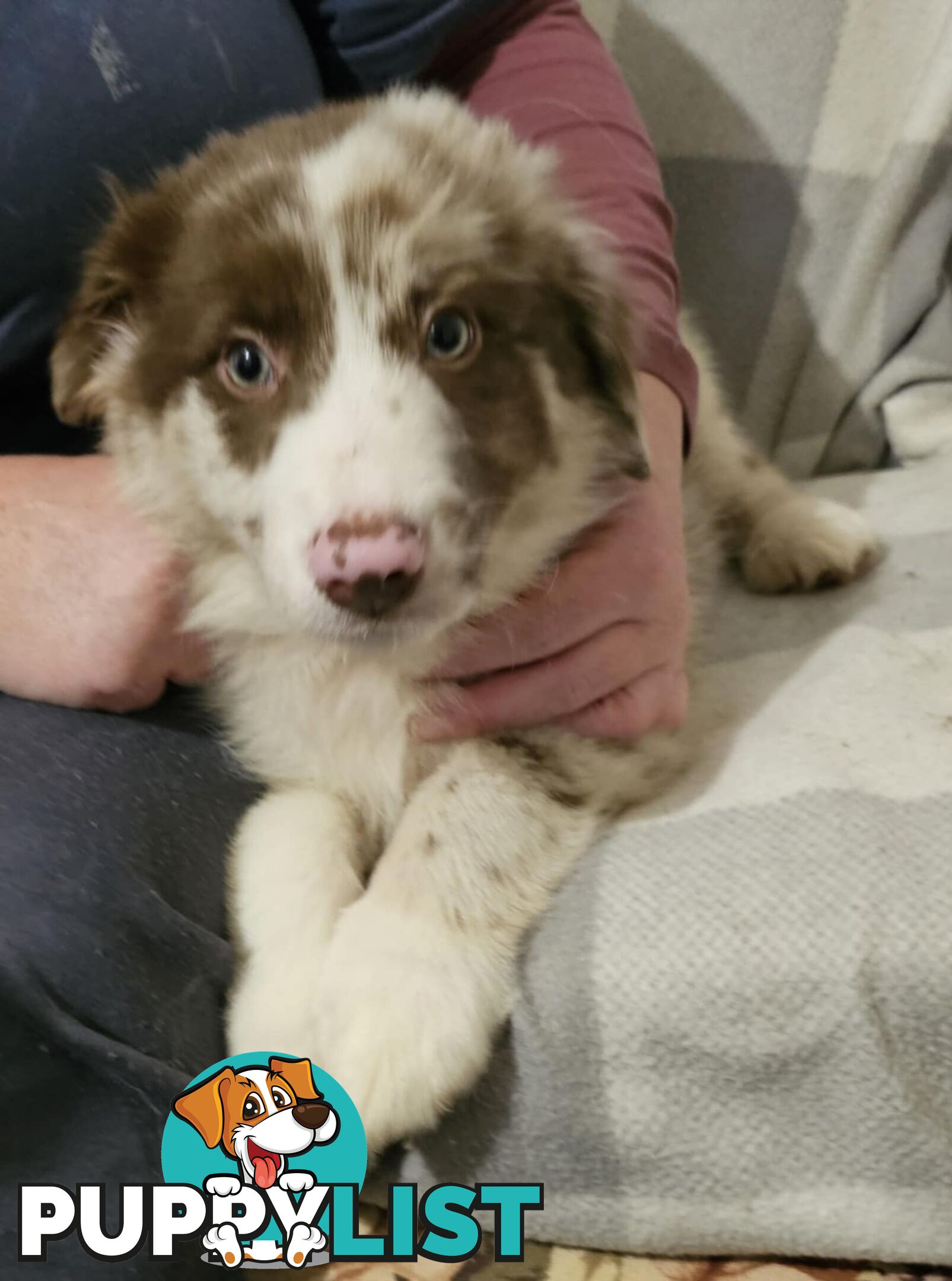 Border collie puppies