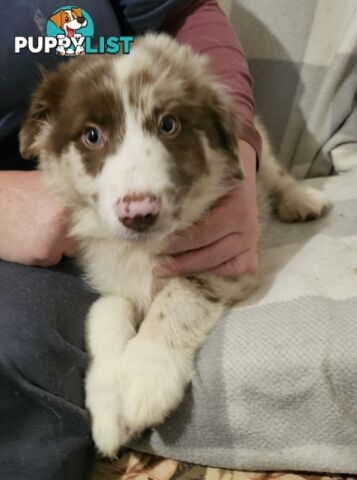 Border collie puppies