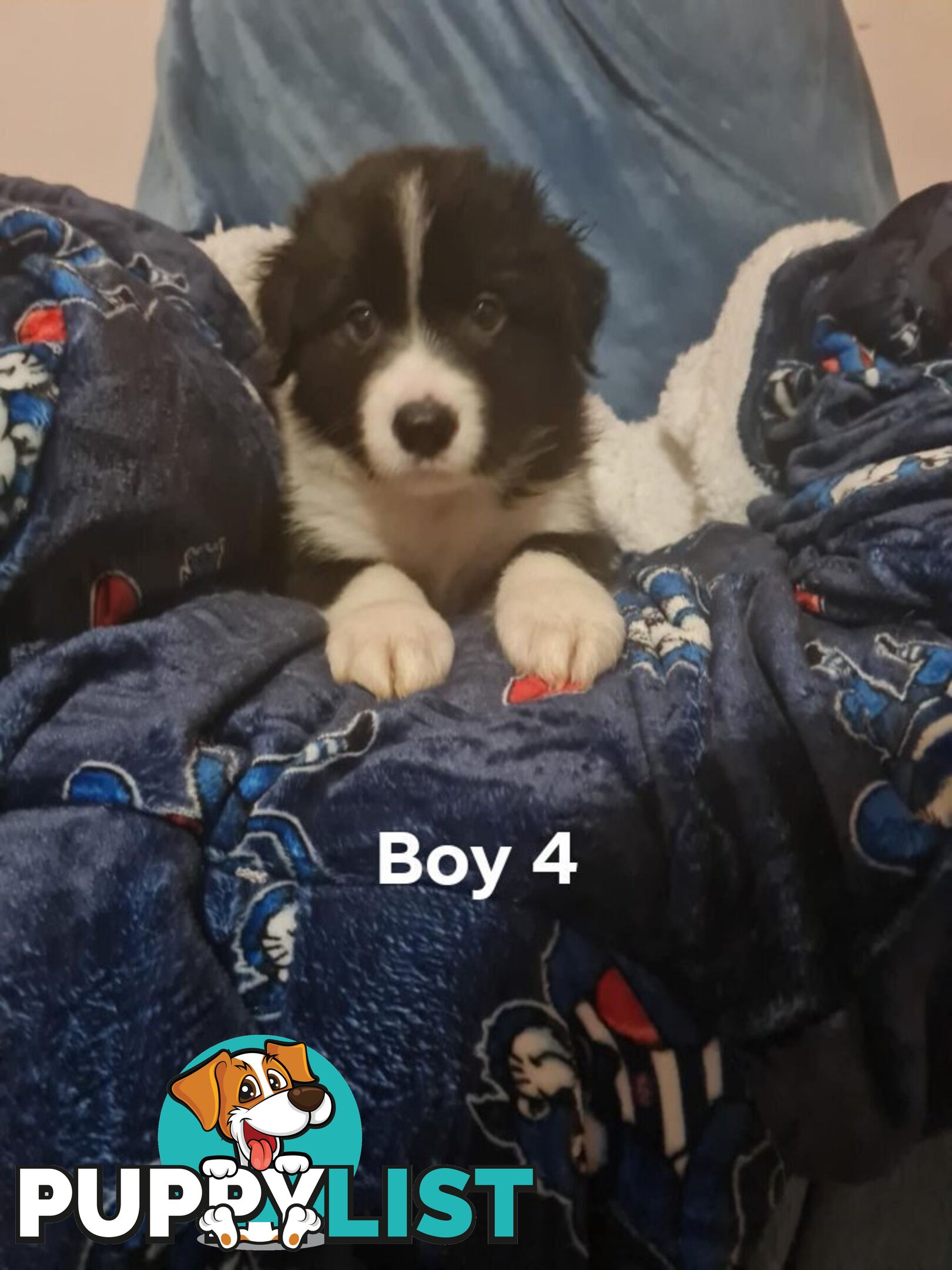 Border collie puppies