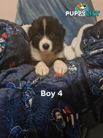 Border collie puppies