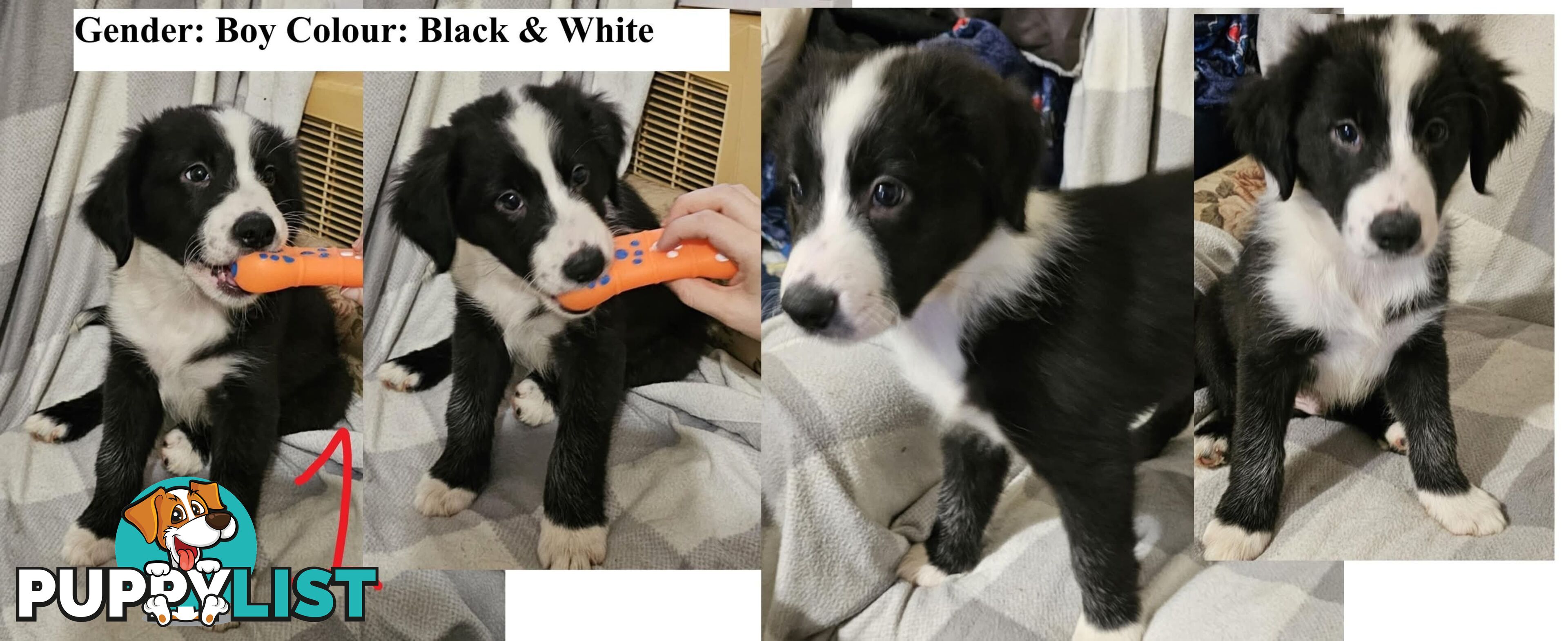 Border collie puppies