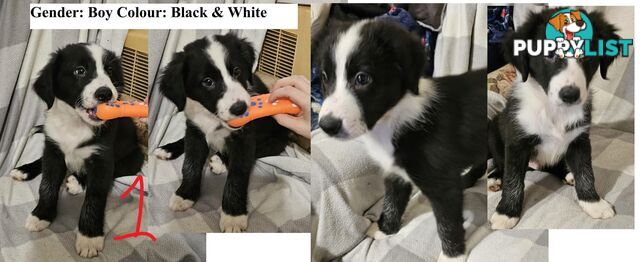 Border collie puppies