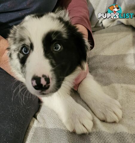 Border collie puppies