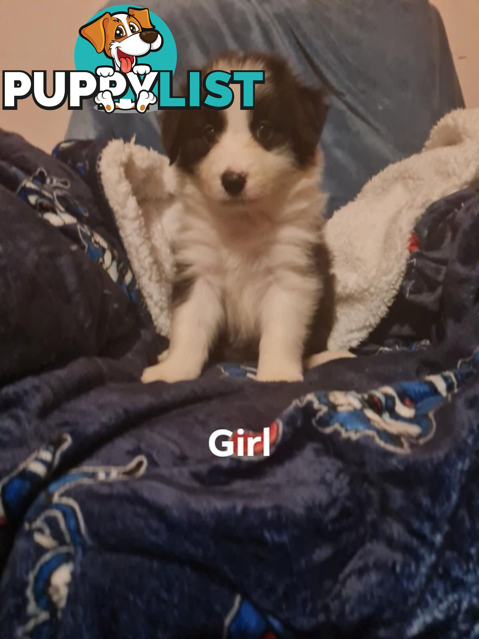 Border collie puppies