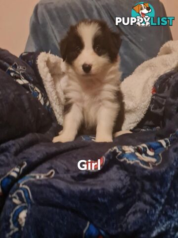 Border collie puppies