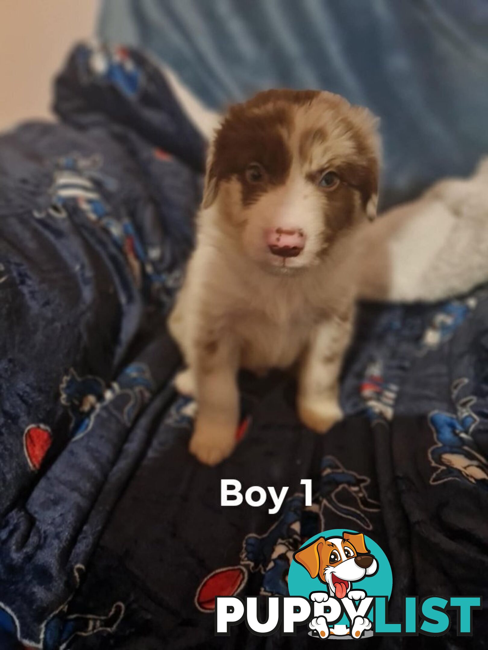 Border collie puppies
