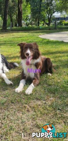 Border collie puppies