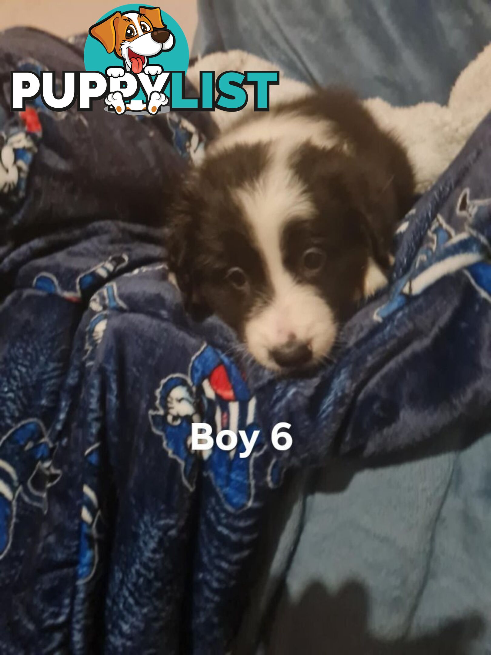 Border collie puppies