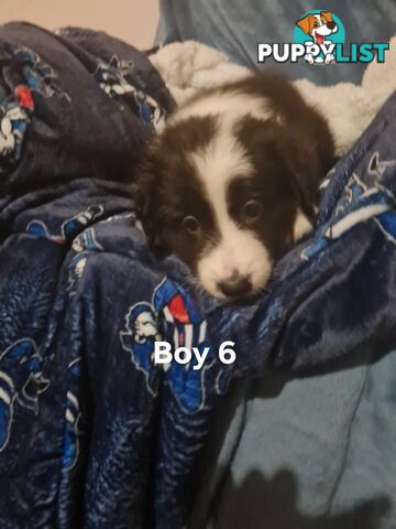 Border collie puppies