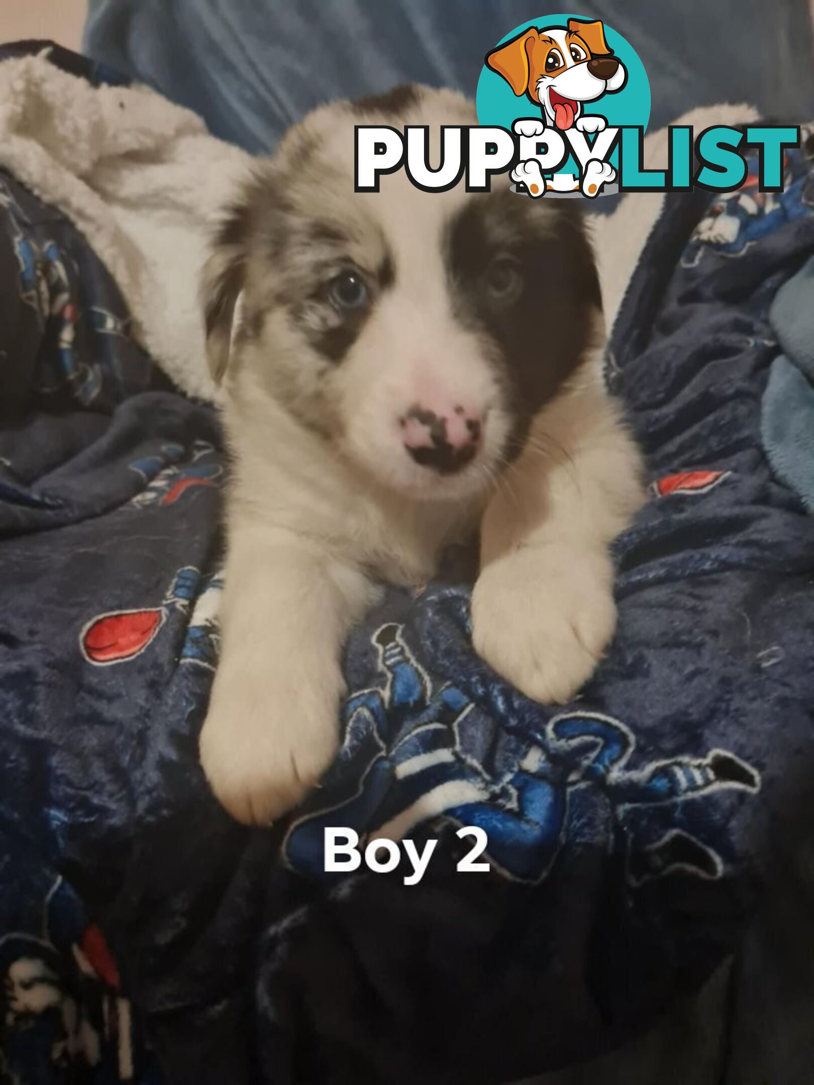 Border collie puppies