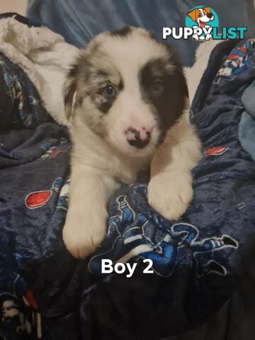 Border collie puppies