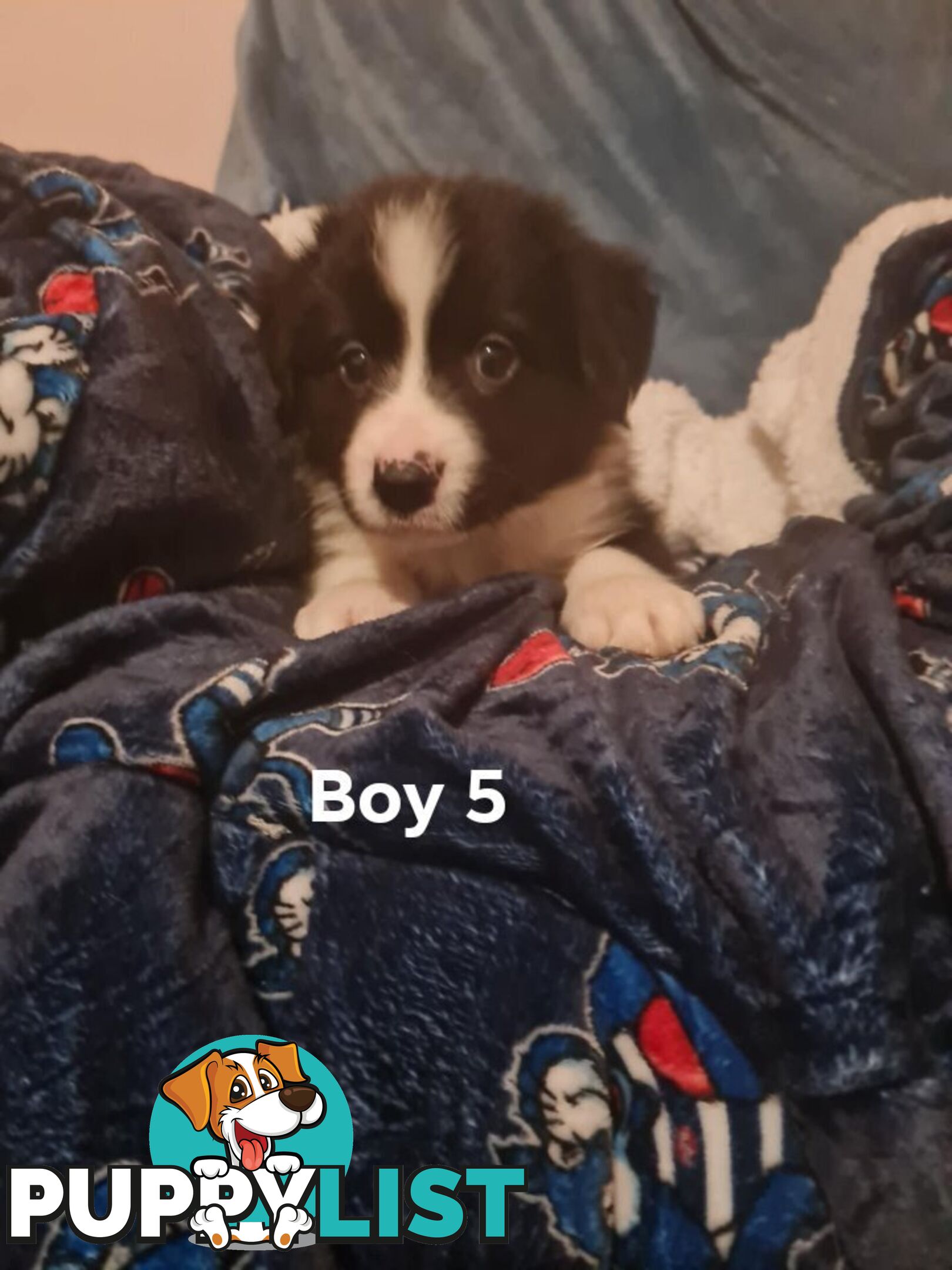 Border collie puppies