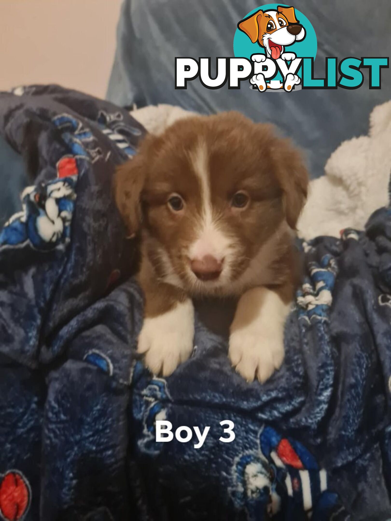 Border collie puppies