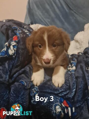 Border collie puppies