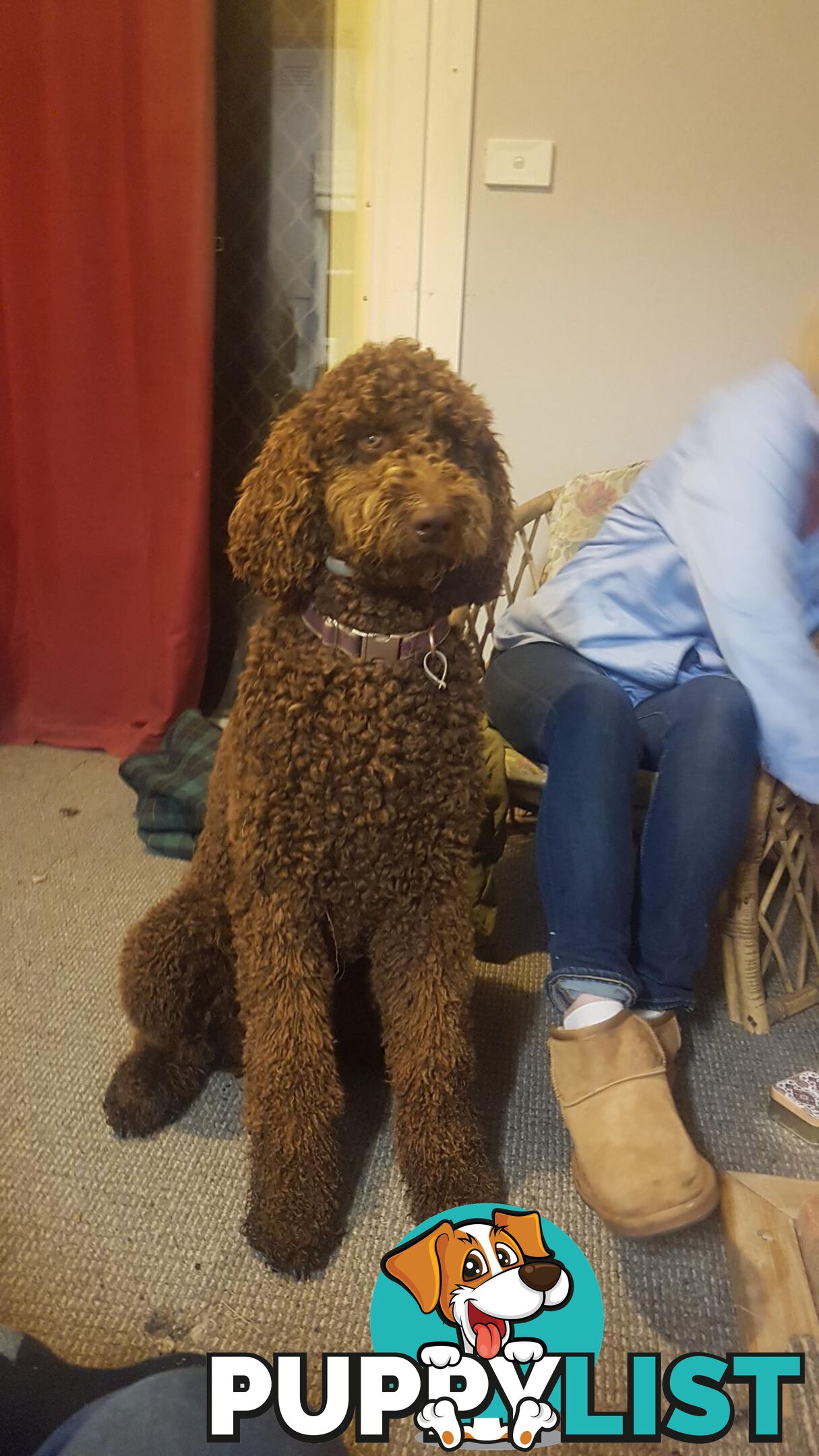 Chocolate Standard Poodle Stud