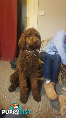 Chocolate Standard Poodle Stud