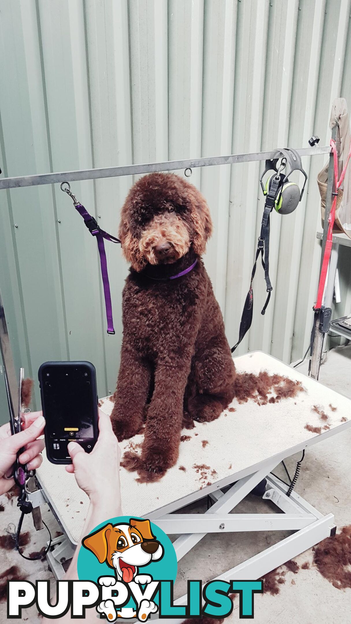 Chocolate Standard Poodle Stud