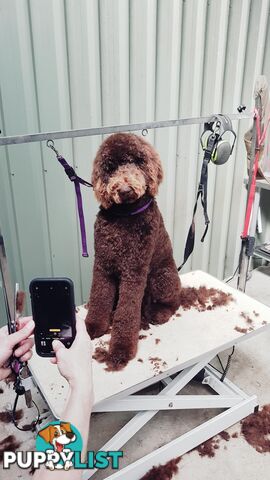 Chocolate Standard Poodle Stud