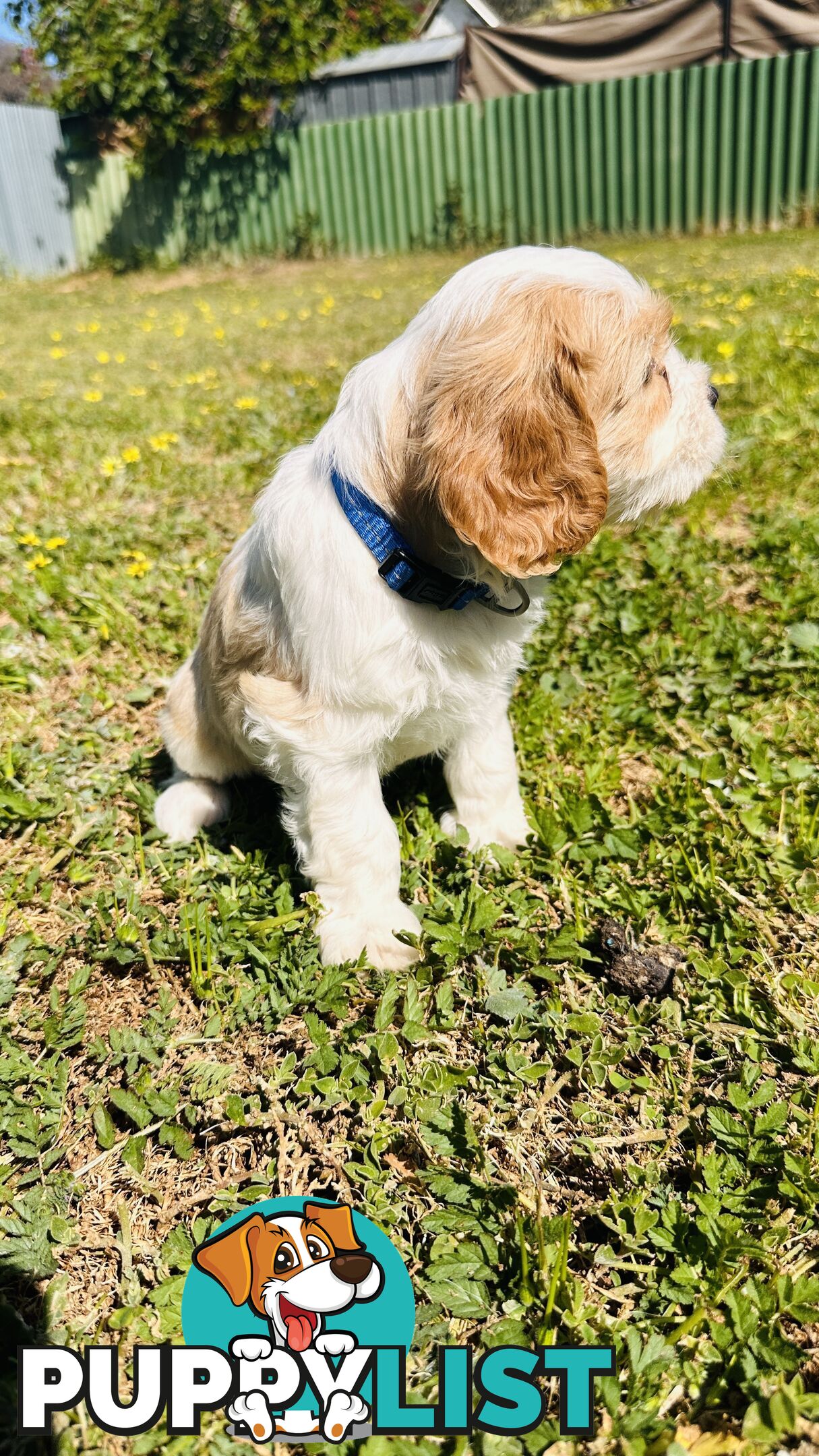 Cavalier King Charles puppies