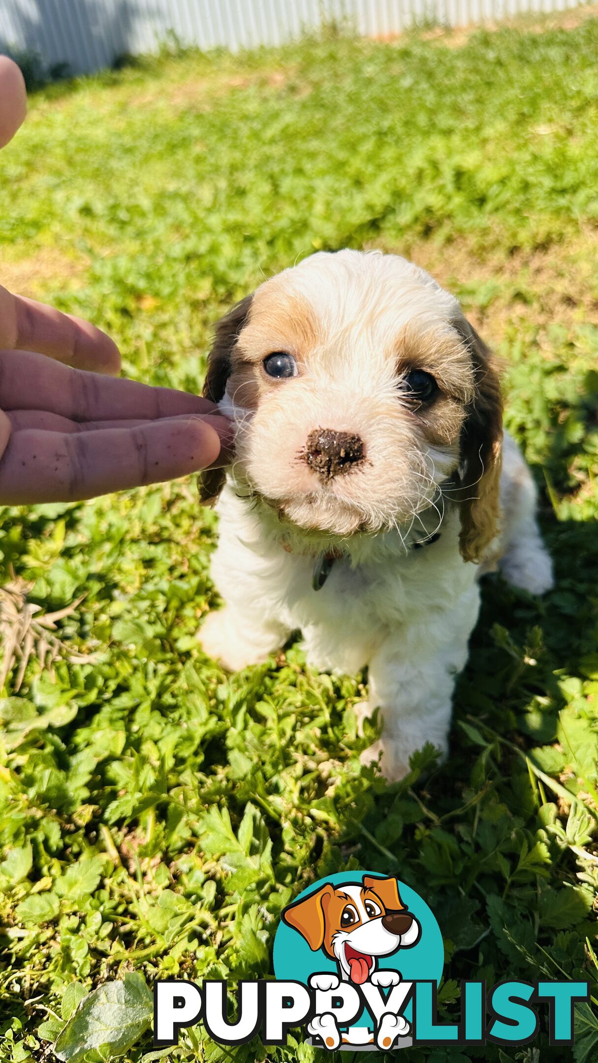 Cavalier King Charles puppies