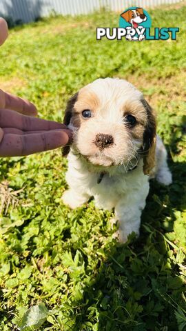 Cavalier King Charles puppies