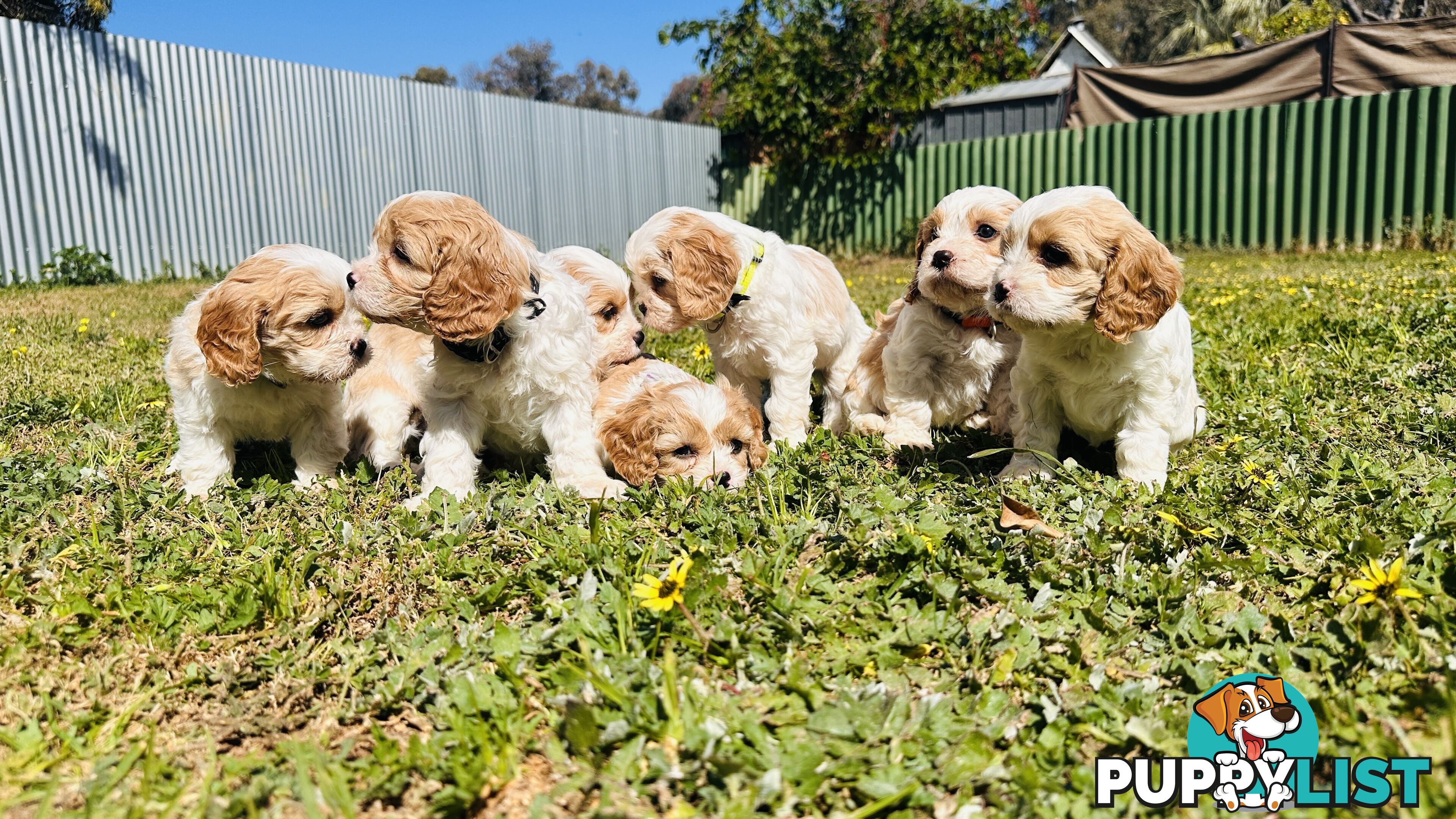 Cavalier King Charles puppies