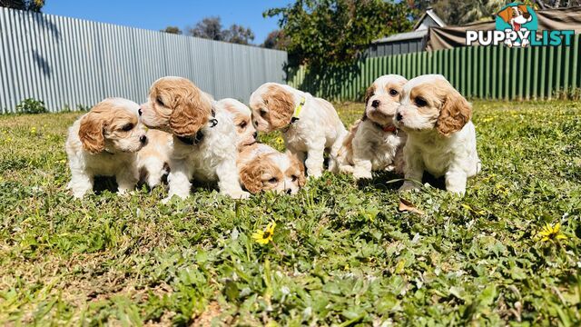 Cavalier King Charles puppies