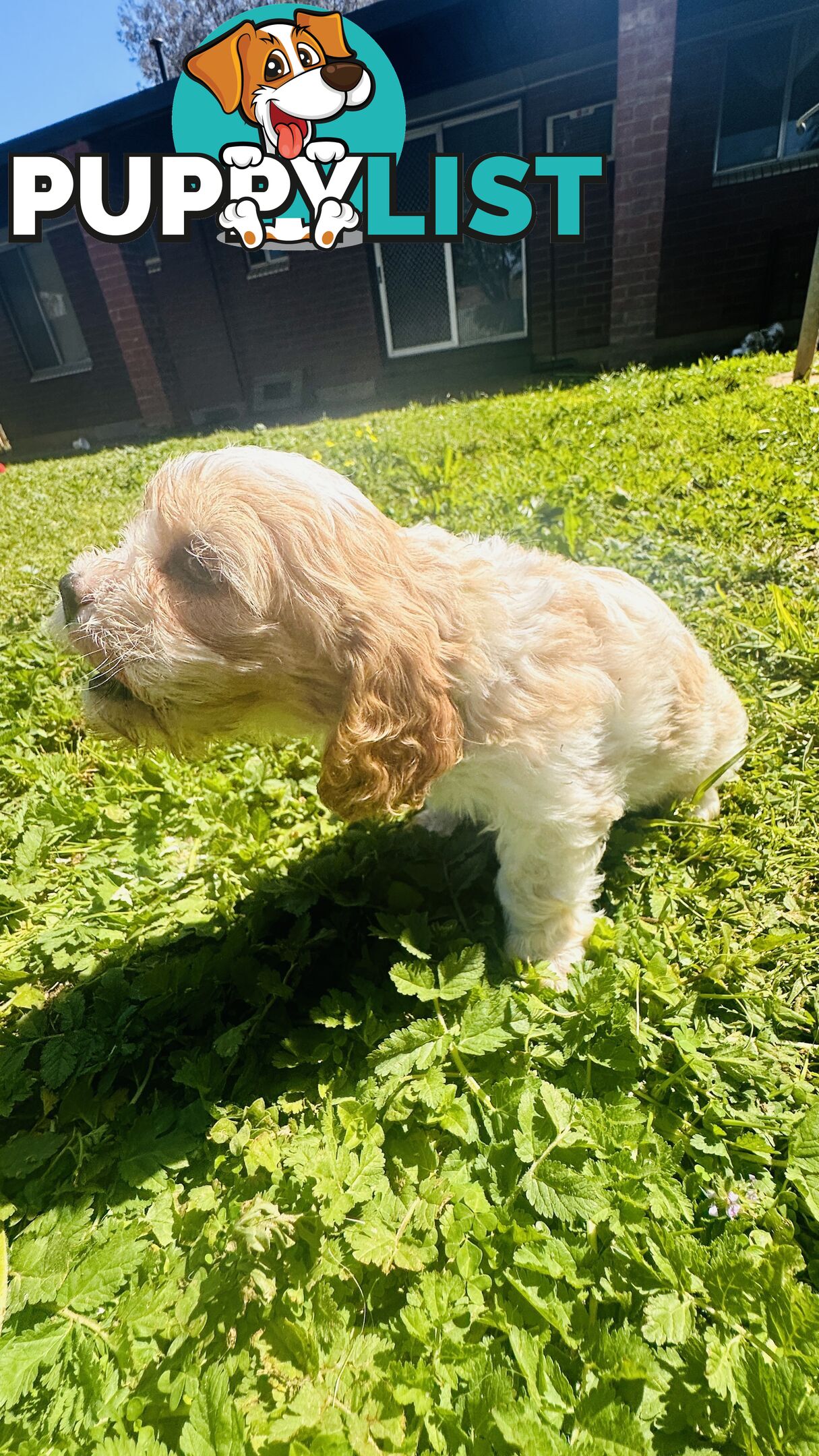 Cavalier King Charles puppies